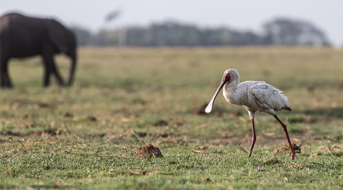 Schmalschnabellöffler (Afrikanischer Löffler, Rosenfußlöffler, Platalea alba) Chobe National Park