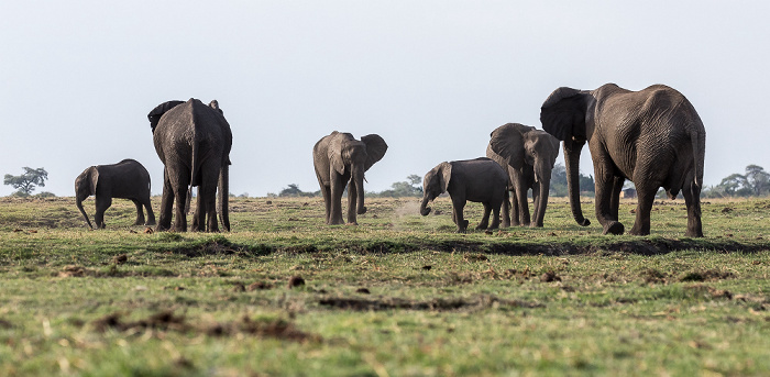 Afrikanische Elefanten (Loxodonta africana) Chobe National Park