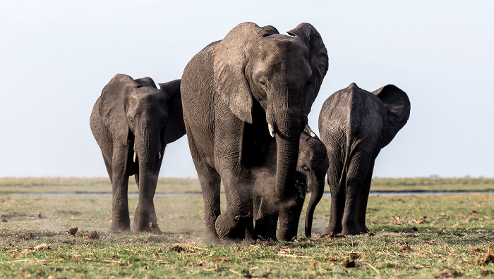 Afrikanische Elefanten (Loxodonta africana) Chobe National Park