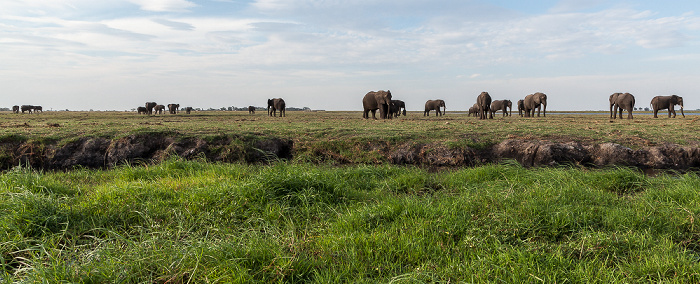 Chobe National Park Afrikanische Elefanten (Loxodonta africana)