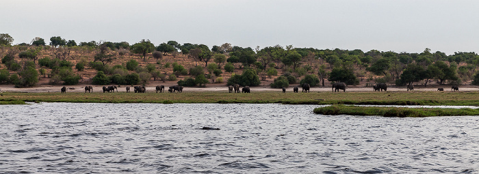 Chobe, Afrikanische Elefanten (Loxodonta africana) Chobe National Park