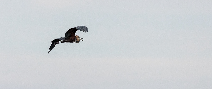 Chobe National Park Afrikanischer Schlangenhalsvogel (Anhinga rufa)