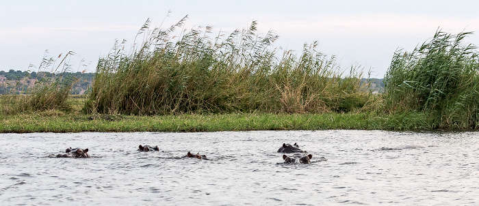 Flusspferde (Nilpferd, Hippopotamus amphibius) Chobe National Park