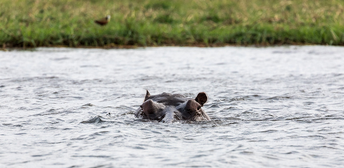 Flusspferd (Nilpferd, Hippopotamus amphibius) Chobe National Park