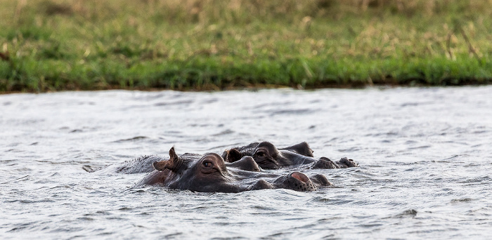 Flusspferde (Nilpferd, Hippopotamus amphibius) Chobe National Park