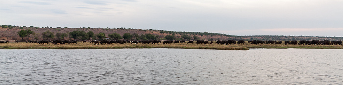 Chobe National Park Chobe, Kaffernbüffel (Schwarzbüffel, Afrikanische Büffel, Syncerus caffer)