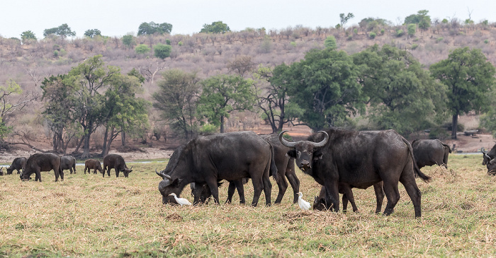 Kaffernbüffel (Schwarzbüffel, Afrikanische Büffel, Syncerus caffer) Chobe National Park