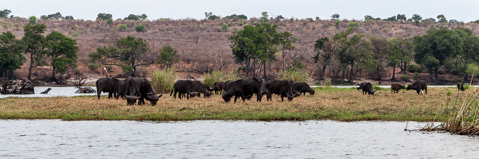 Chobe National Park Chobe, Kaffernbüffel (Schwarzbüffel, Afrikanische Büffel, Syncerus caffer)