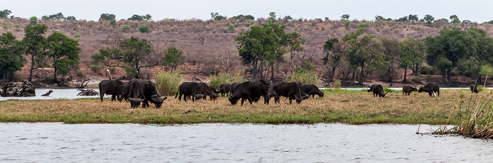 Chobe, Kaffernbüffel (Schwarzbüffel, Afrikanische Büffel, Syncerus caffer) Chobe National Park