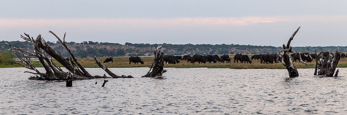 Chobe, Kaffernbüffel (Schwarzbüffel, Afrikanische Büffel, Syncerus caffer) Chobe National Park