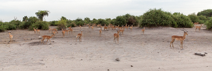 Chobe National Park Impalas (Aepyceros)