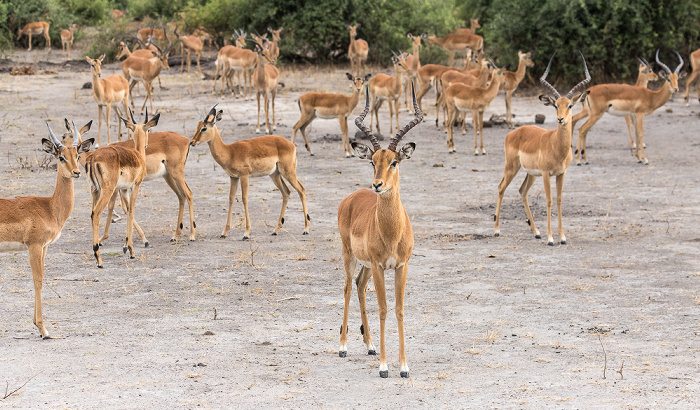 Chobe National Park Impalas (Aepyceros)