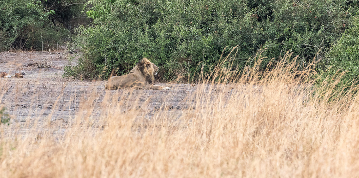 Chobe National Park Löwe (Panthera leo)