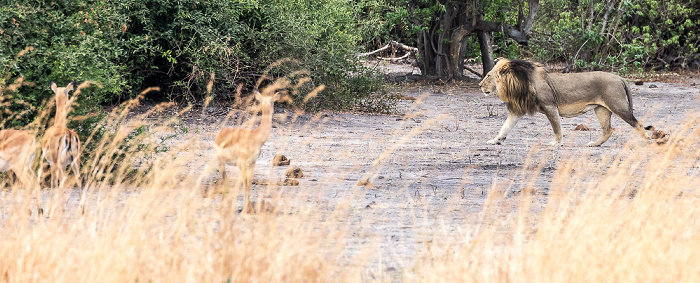 Chobe National Park Löwe (Panthera leo), Impalas (Aepyceros)