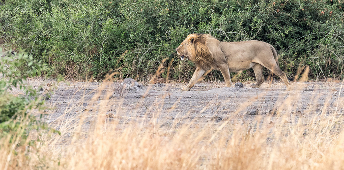 Chobe National Park Löwe (Panthera leo)