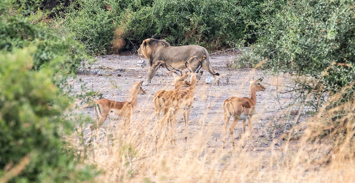 Löwe (Panthera leo), Impalas (Aepyceros) Chobe National Park