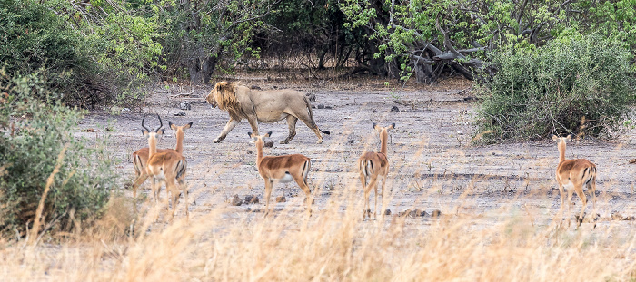 Chobe National Park Löwe (Panthera leo), Impalas (Aepyceros)