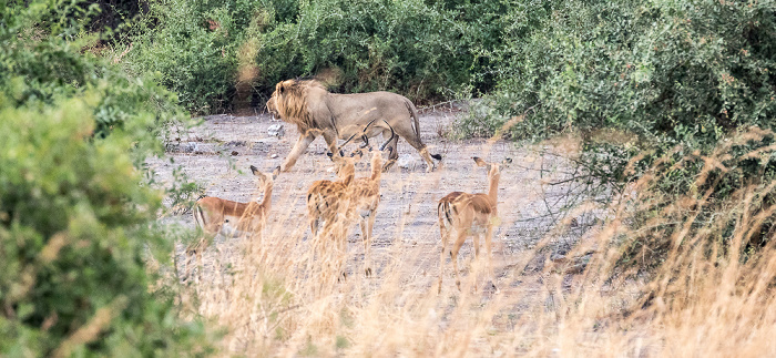 Chobe National Park Löwe (Panthera leo), Impalas (Aepyceros)