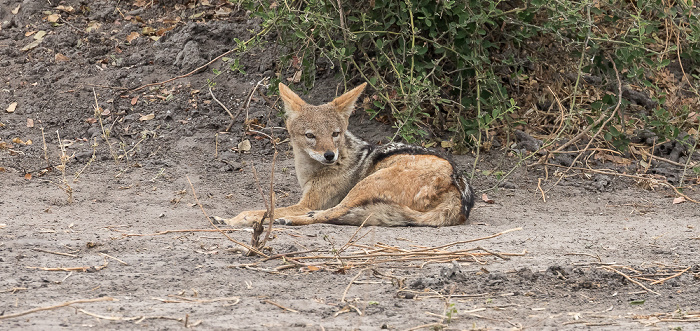 Chobe National Park Schabrackenschakal (Canis mesomelas)