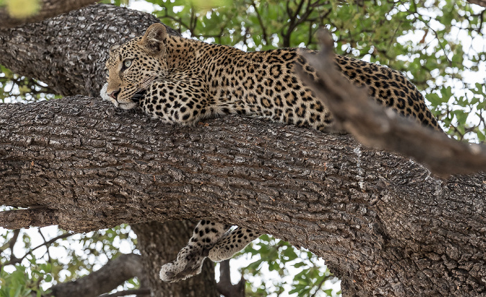 Chobe National Park Leopard (Panthera pardus)