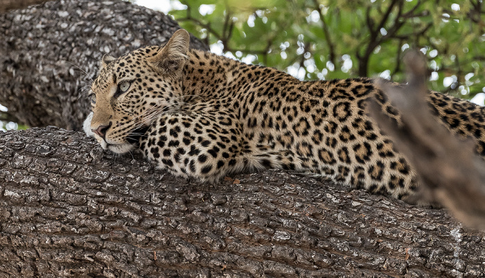 Leopard (Panthera pardus) Chobe National Park
