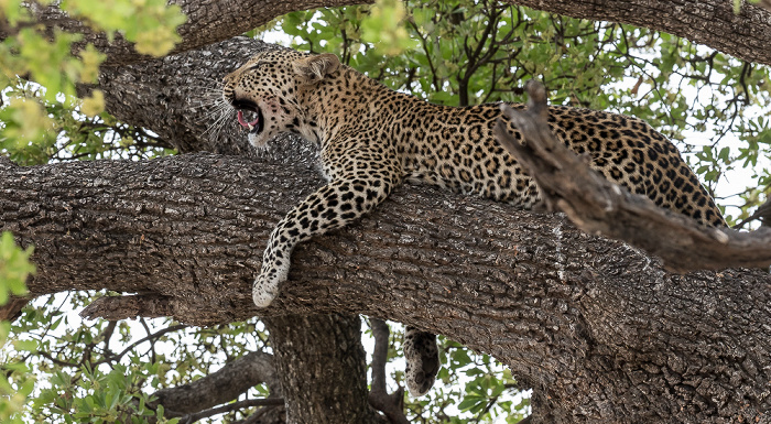 Leopard (Panthera pardus) Chobe National Park