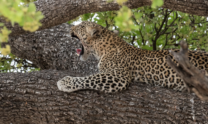 Chobe National Park Leopard (Panthera pardus)