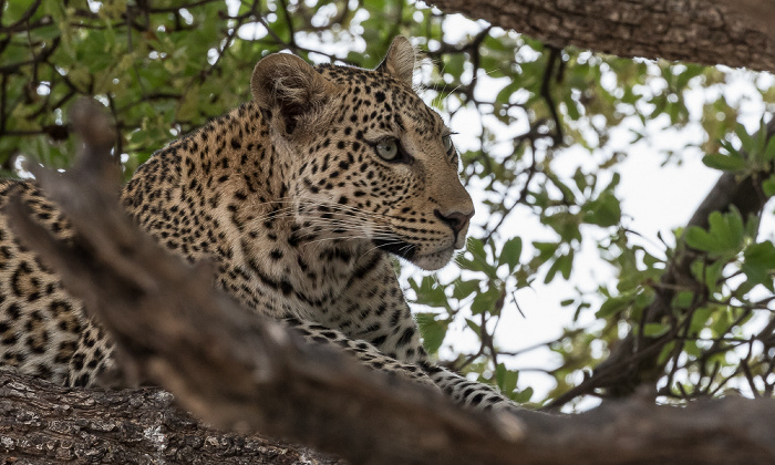 Leopard (Panthera pardus) Chobe National Park