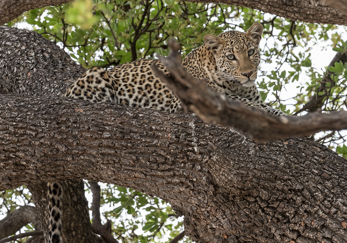 Chobe National Park Leopard (Panthera pardus)