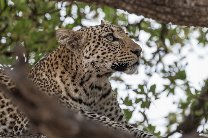 Leopard (Panthera pardus) Chobe National Park