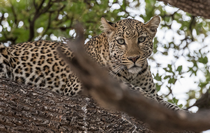 Chobe National Park Leopard (Panthera pardus)