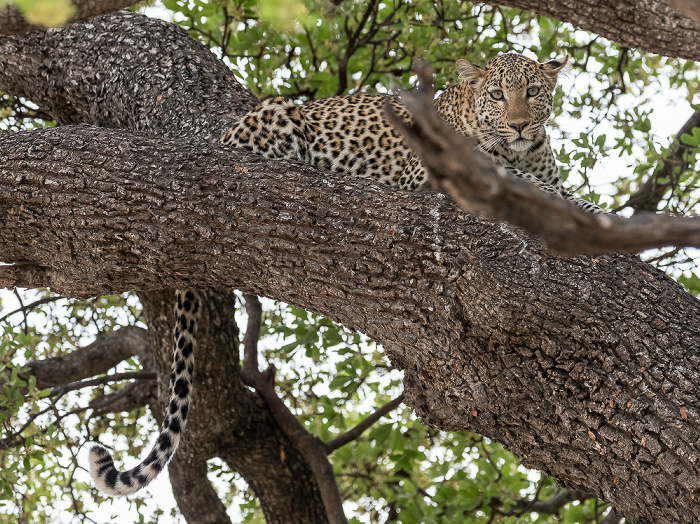 Chobe National Park Leopard (Panthera pardus)