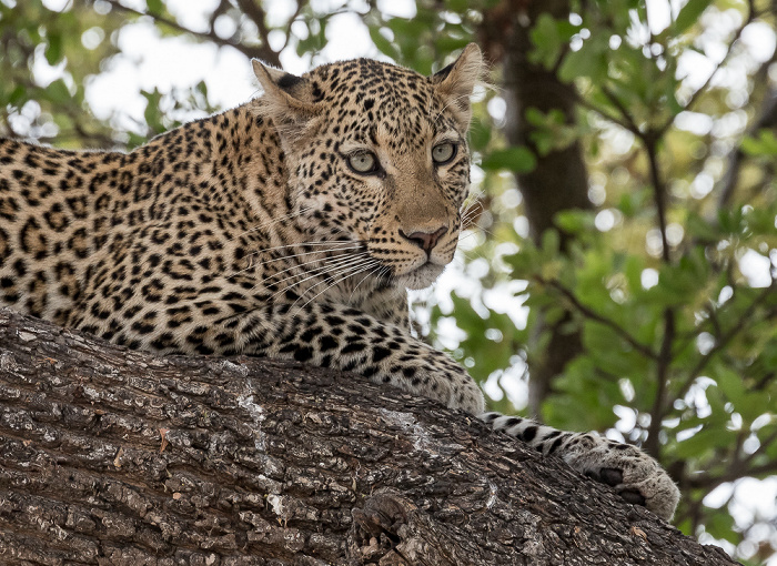 Chobe National Park Leopard (Panthera pardus)