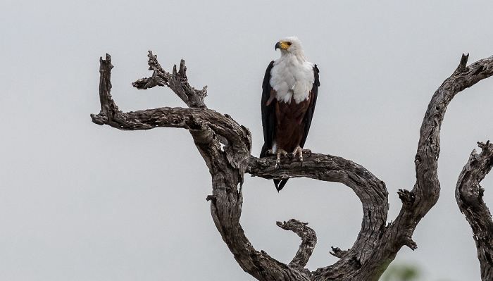 Schreiseeadler (Haliaeetus vocifer) Chobe National Park