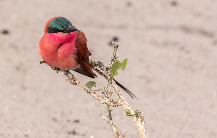 Chobe National Park Scharlachspint (Bienenfresser, Merops nubicus)