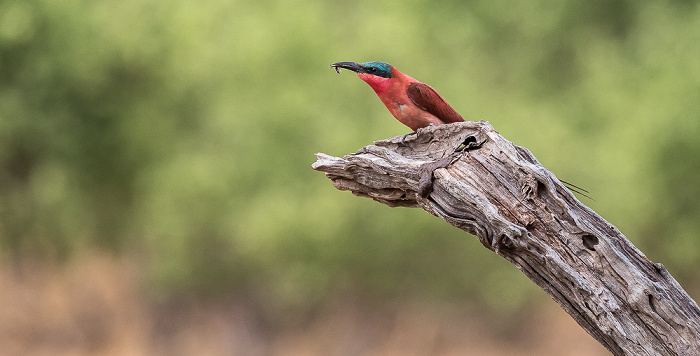 Chobe National Park Scharlachspint (Bienenfresser, Merops nubicus)