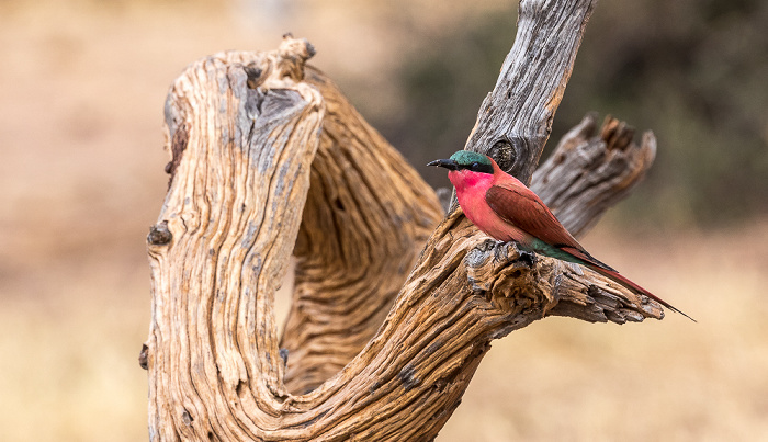 Chobe National Park Scharlachspint (Bienenfresser, Merops nubicus)