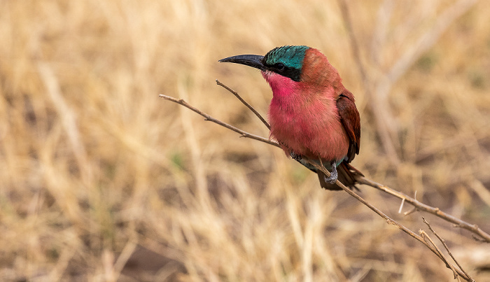 Chobe National Park Scharlachspint (Bienenfresser, Merops nubicus)