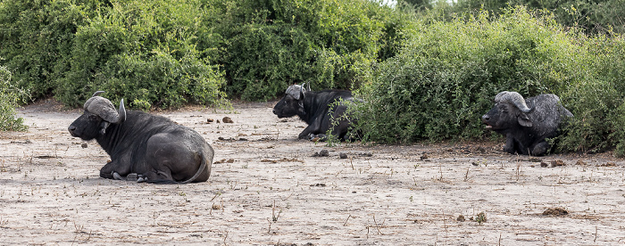 Kaffernbüffel (Schwarzbüffel, Afrikanische Büffel, Syncerus caffer) Chobe National Park