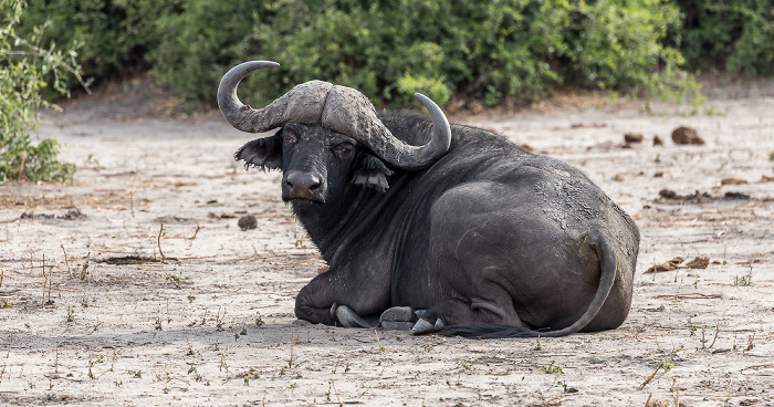 Kaffernbüffel (Schwarzbüffel, Afrikanische Büffel, Syncerus caffer) Chobe National Park