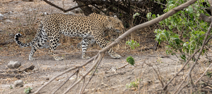 Chobe National Park Leopard (Panthera pardus)