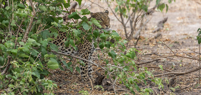 Leopard (Panthera pardus) Chobe National Park