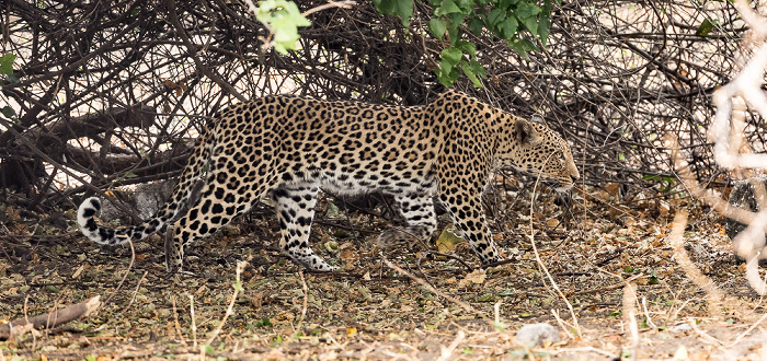 Leopard (Panthera pardus) Chobe National Park