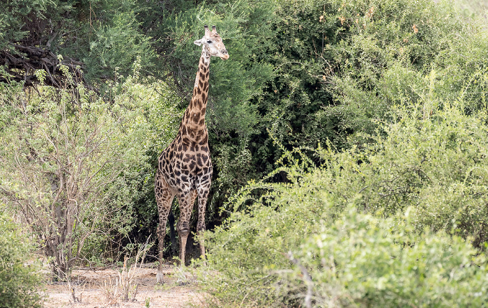 Chobe National Park Angola-Giraffe (Giraffa giraffa angolensis)