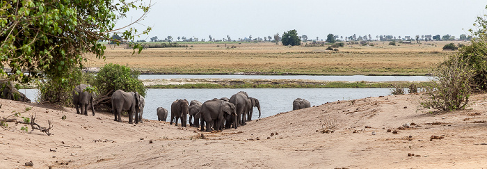 Afrikanische Elefanten (Loxodonta africana) Chobe National Park