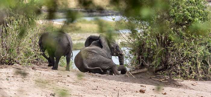 Afrikanische Elefanten (Loxodonta africana) Chobe National Park