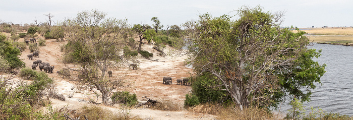 Afrikanische Elefanten (Loxodonta africana) Chobe National Park