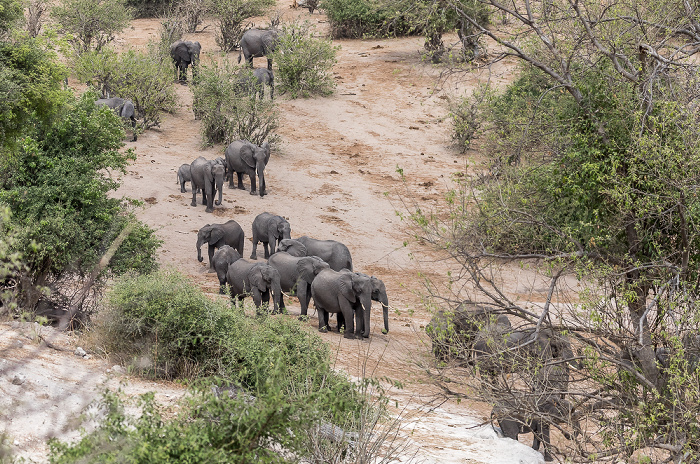 Chobe National Park Afrikanische Elefanten (Loxodonta africana)