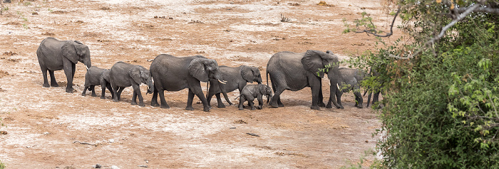 Chobe National Park Afrikanische Elefanten (Loxodonta africana)