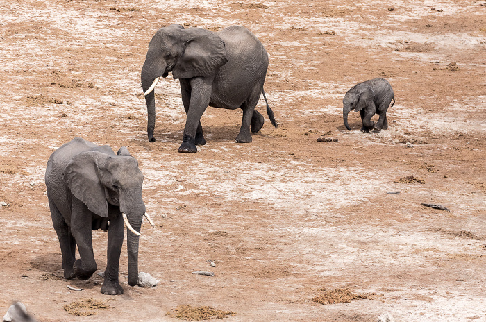 Chobe National Park Afrikanische Elefanten (Loxodonta africana)